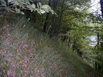 Ruine Haichenbach