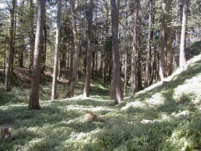 Ruine Kogl