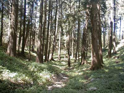 Ruine Kogl