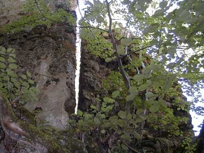 Ruine Wallsee