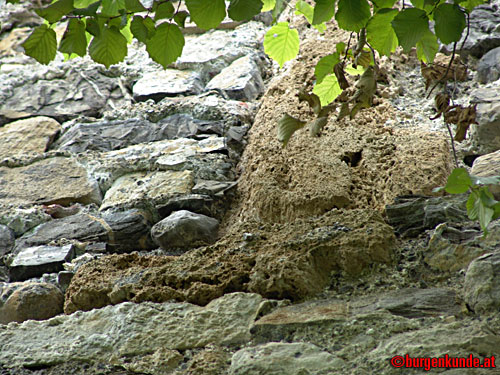 Ruine Blumenegg in Thüringerberg / Vorarlberg