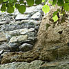 Ruine Blumenegg in Thüringen / Vorarlberg