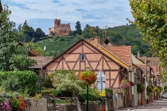 Burg Kintzheim mit der Greifvogelwarte im Elsass