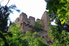 Burg Kintzheim mit der Greifvogelwarte im Elsass