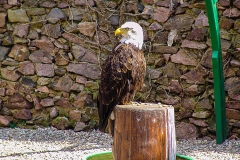 Burg Kintzheim mit der Greifvogelwarte im Elsass