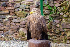 Burg Kintzheim mit der Greifvogelwarte im Elsass