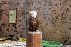 Burg Kintzheim mit der Greifvogelwarte im Elsass