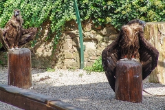 Burg Kintzheim mit der Greifvogelwarte im Elsass