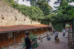 Burg Kintzheim mit der Greifvogelwarte im Elsass