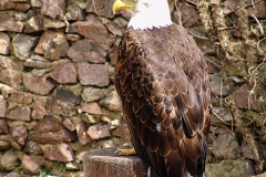 Burg Kintzheim mit der Greifvogelwarte im Elsass