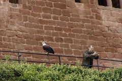 Burg Kintzheim mit der Greifvogelwarte im Elsass