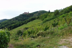 Burg Girsberg im Elsass