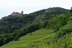 Burg Girsberg im Elsass