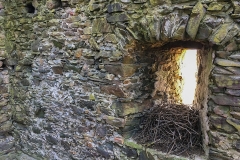 Hoch oben im Turm hat ein Raubvogel ein Nest gebaut.