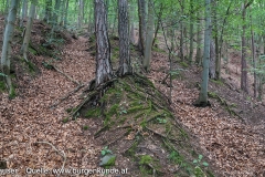 Altwege auf den Jauerling, die direkt an der Ruine Hinterhaus vorbeiführen.