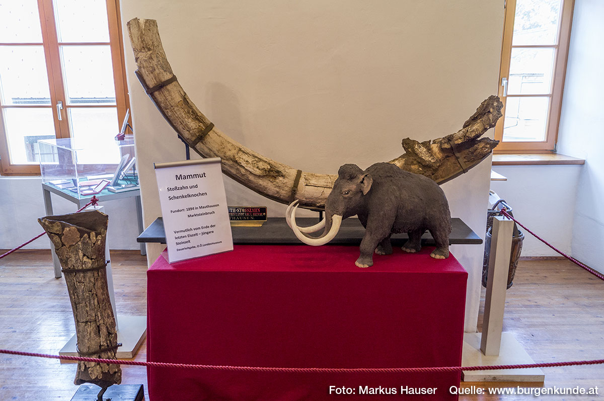 Ganz besonders stolz ist man in Mauthausen auf die zwei hier gefundenen Mammut-Stoßzähne, von denen einer im Heimatmuseum dauerhaft ausgestellt ist. Daneben steht ein Schnekenknochen eines Mammuts.