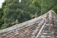 Am Dachfirst der Kirche sind die im Volksmund als die "7 Hasen von St. Michael" bekannten Tierfiguren zu sehen. Es soll sich dabei um die Darstellung einer "Wilden Jagd" handeln, die an vorderster Stelle den Hirschen, gefolgt von fünf Hunden und zuletzt einem stilisierten Reiter zeigt.