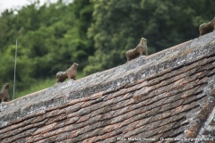 Am Dachfirst der Kirche sind die im Volksmund als die "7 Hasen von St. Michael" bekannten Tierfiguren zu sehen. Es soll sich dabei um die Darstellung einer "Wilden Jagd" handeln, die an vorderster Stelle den Hirschen, gefolgt von fünf Hunden und zuletzt einem stilisierten Reiter zeigt.