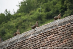 Am Dachfirst der Kirche sind die im Volksmund als die "7 Hasen von St. Michael" bekannten Tierfiguren zu sehen. Es soll sich dabei um die Darstellung einer "Wilden Jagd" handeln, die an vorderster Stelle den Hirschen, gefolgt von fünf Hunden und zuletzt einem stilisierten Reiter zeigt.