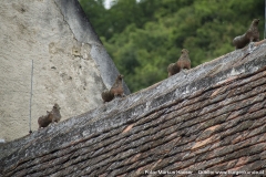 Am Dachfirst der Kirche sind die im Volksmund als die "7 Hasen von St. Michael" bekannten Tierfiguren zu sehen. Es soll sich dabei um die Darstellung einer "Wilden Jagd" handeln, die an vorderster Stelle den Hirschen, gefolgt von fünf Hunden und zuletzt einem stilisierten Reiter zeigt.