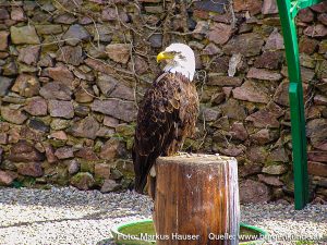 Burg Kintzheim mit der Greifvogelwarte im Elsass