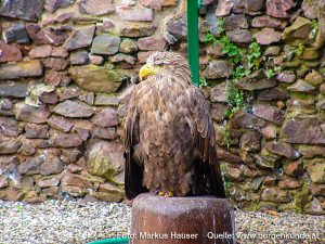 Burg Kintzheim mit der Greifvogelwarte im Elsass