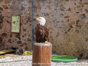 Burg Kintzheim mit der Greifvogelwarte im Elsass
