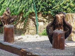 Burg Kintzheim mit der Greifvogelwarte im Elsass