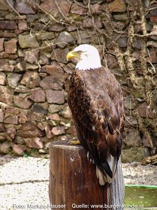 Burg Kintzheim mit der Greifvogelwarte im Elsass